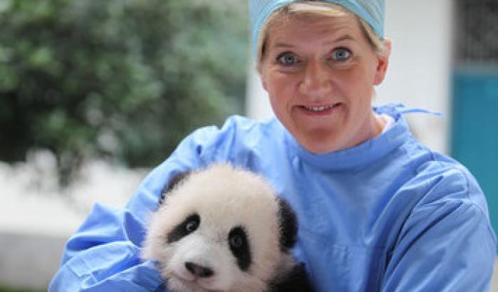 Operation wild: animalisti e veterinari raccontati in tv dalla Bbc Operation wild: animalisti e veterinari raccontati in tv dalla Bbc