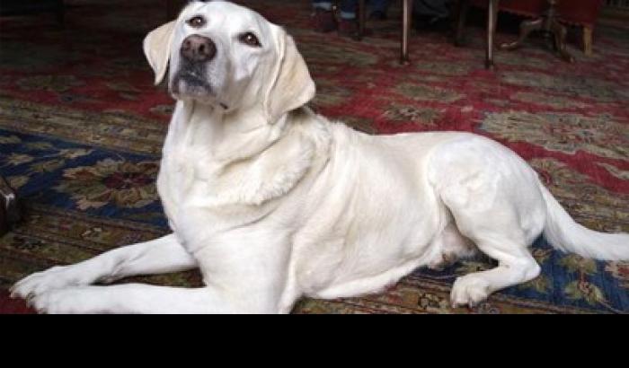 Isis il cane di Downton Abbey, fatto fuori dal cast per il suo nome