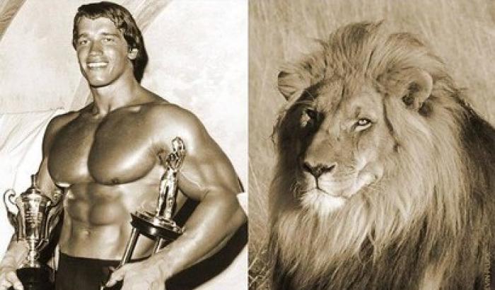 La rabbia Schwarzenegger contro il dentista: un leone non è un trofeo