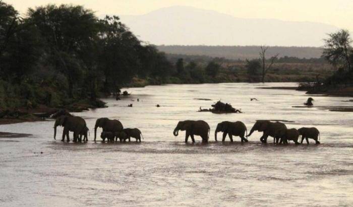 Ivory, il crudo documentario di Yastrzhembskiy sul massacro degli elefanti