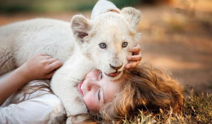L’amicizia particolare tra Mia e un leone bianco con riprese dal vero