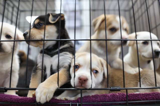 'Presa diretta', l'inchiesta 'Amore Bestiale' sul traffico illegale di cuccioli dall'Ungheria