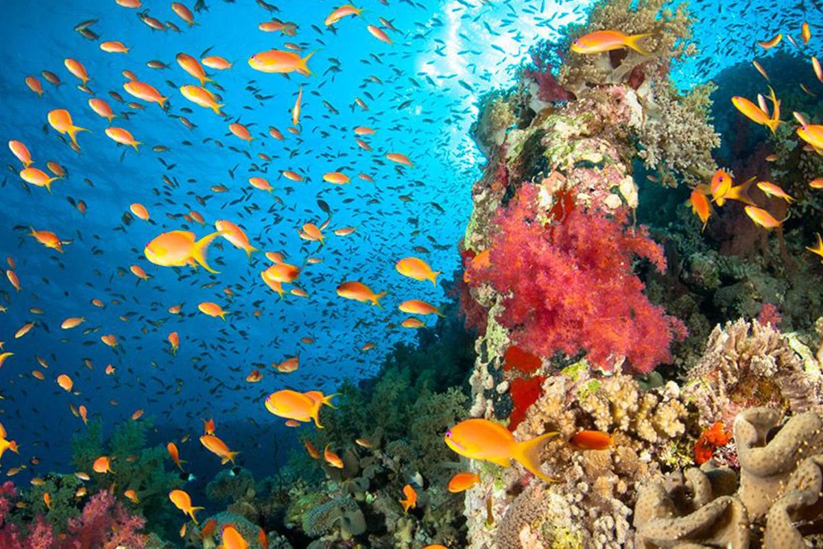 Allarme cambiamento climatico: almeno 3.500 specie animali a rischio