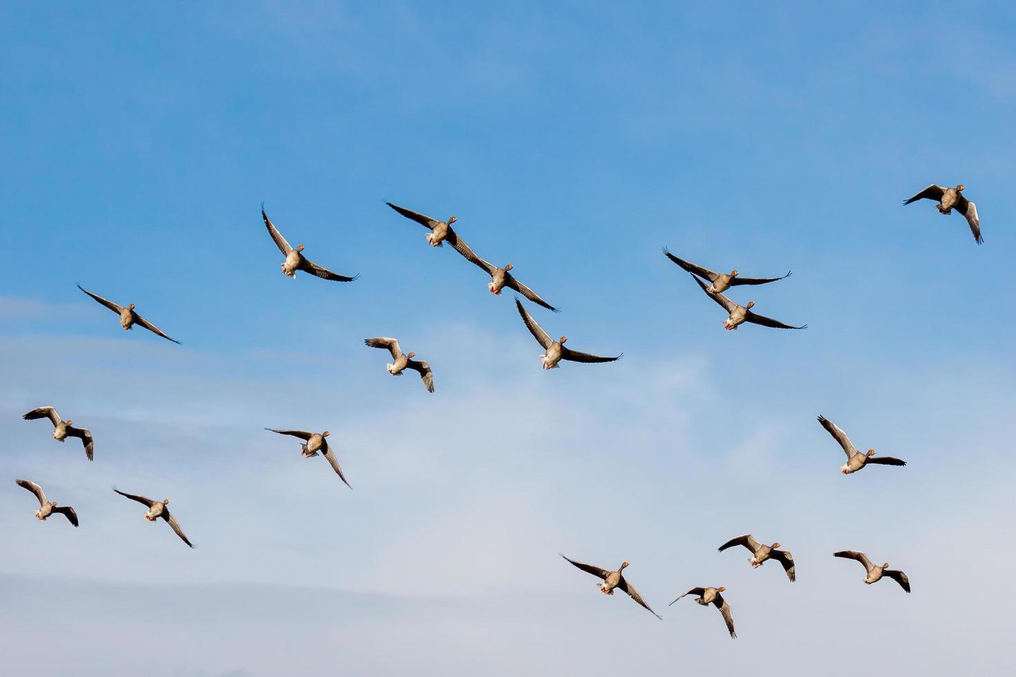 greylag-geese-in-flight-free-photo 500 specie di uccelli a rischio estinzione nei prossimi 100 anni