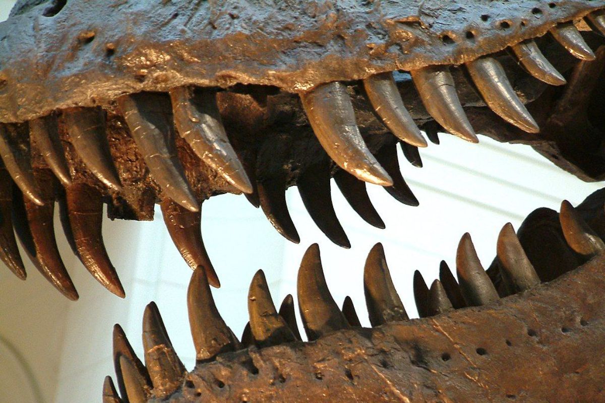 L'aria della Preistoria è stata ricostruita grazie a dei denti di dinosauro