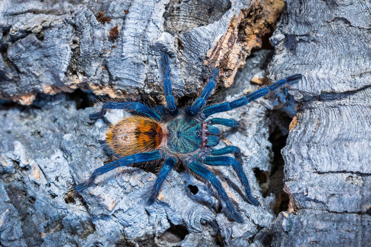 Artropodi tropicali a rischio a causa del cambiamento climatico
