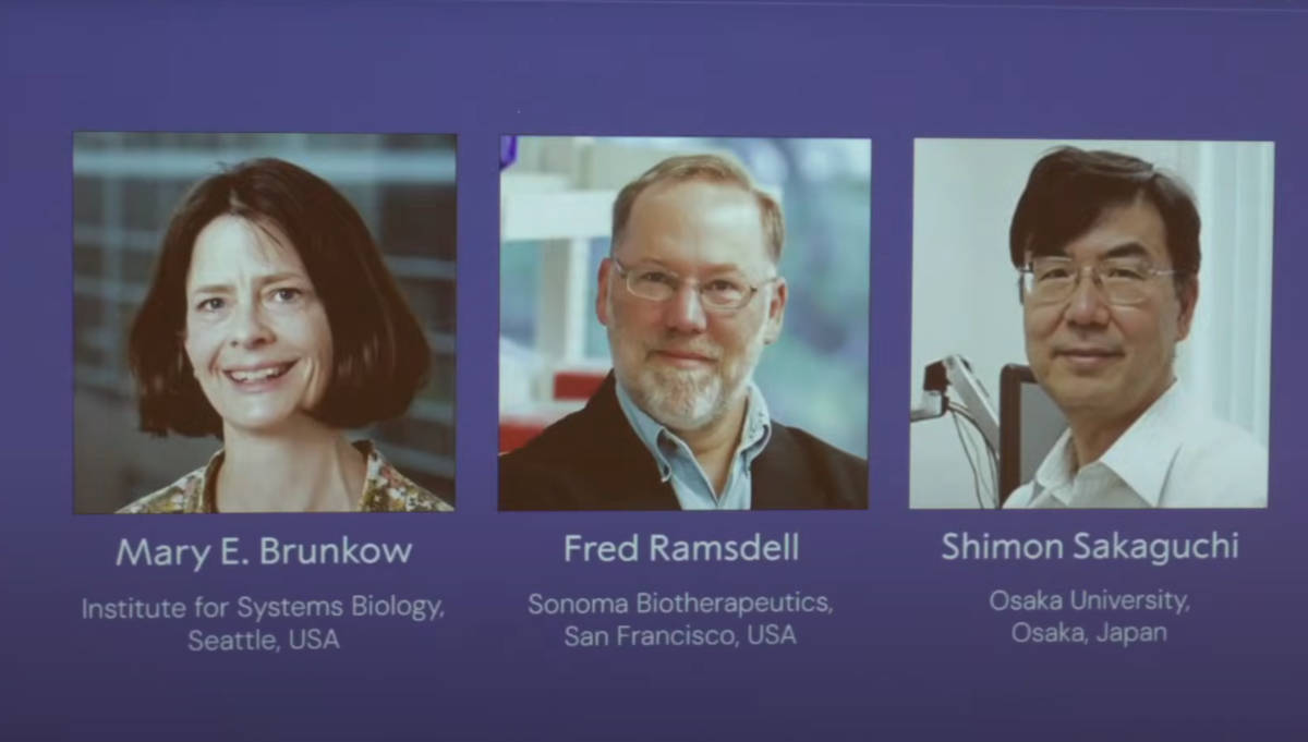 Nobel Medicina 2025 a Brunkow, Ramsdell e Sakaguchi - La rivoluzione della tolleranza immunitaria periferica.