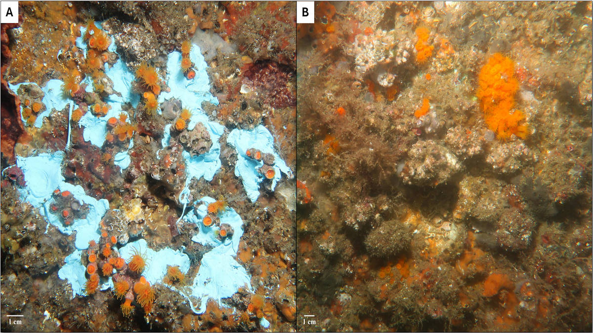 Il corallo arancione torna a Bagnoli grazie a uno studio che cambia la strategia di restauro costiero